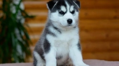 Zašto, pri odabiru šteneta, ne biste trebali podleći šarmu huskyja